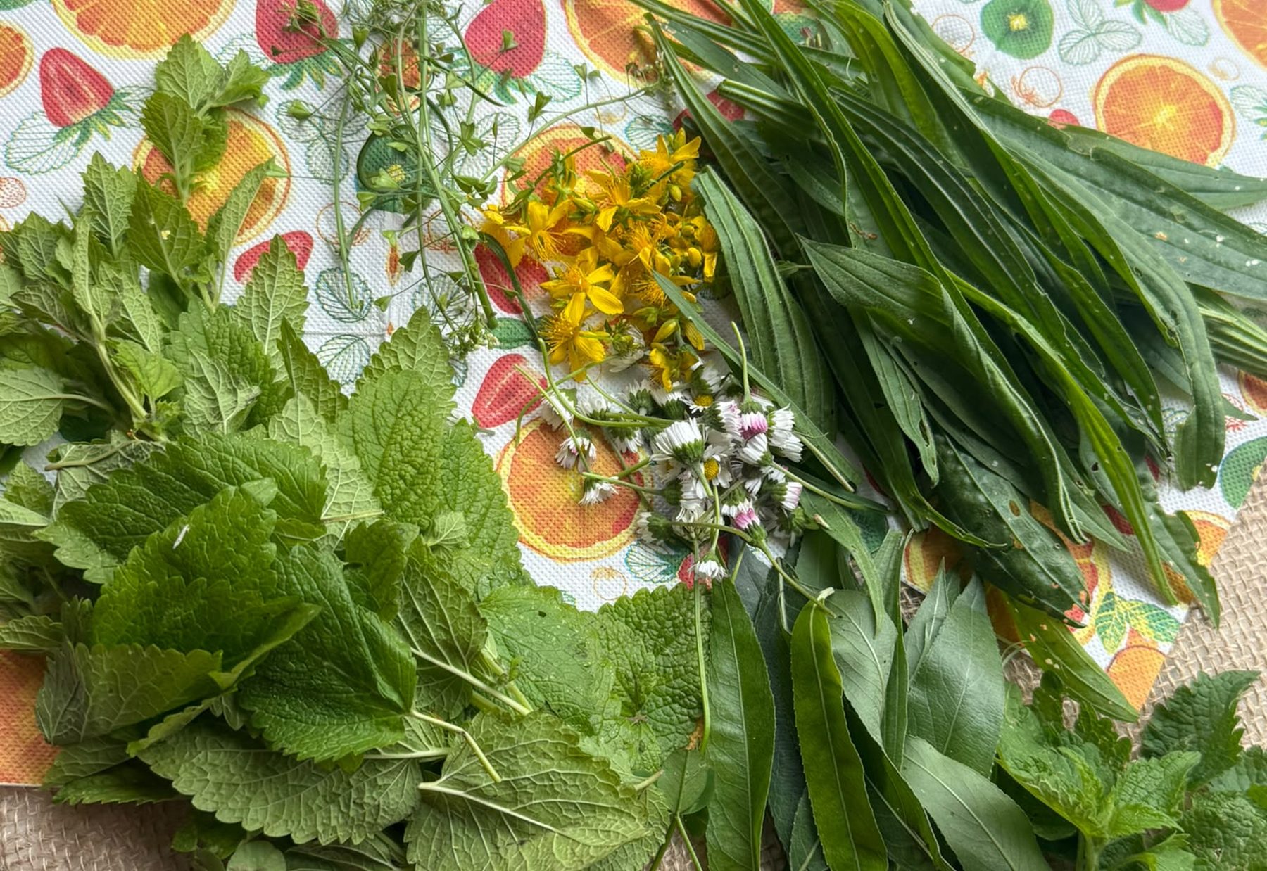 Frisch gesammelte Wildkräuter auf einem Tuch — Brennnessel, Melisse, Spitzwegerich und gelbe Blüten