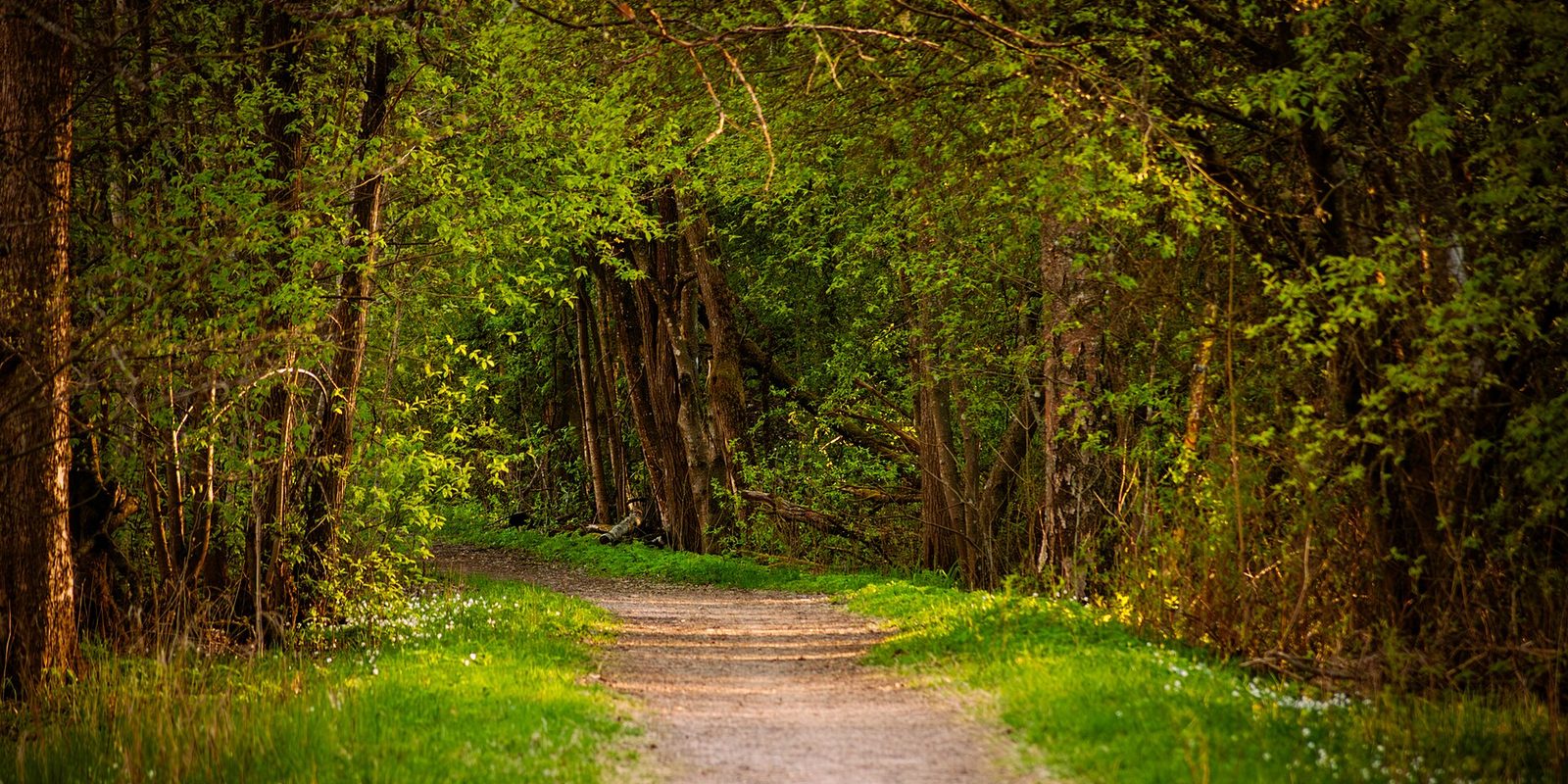 Sonnendurchfluteter Waldweg im Frühling